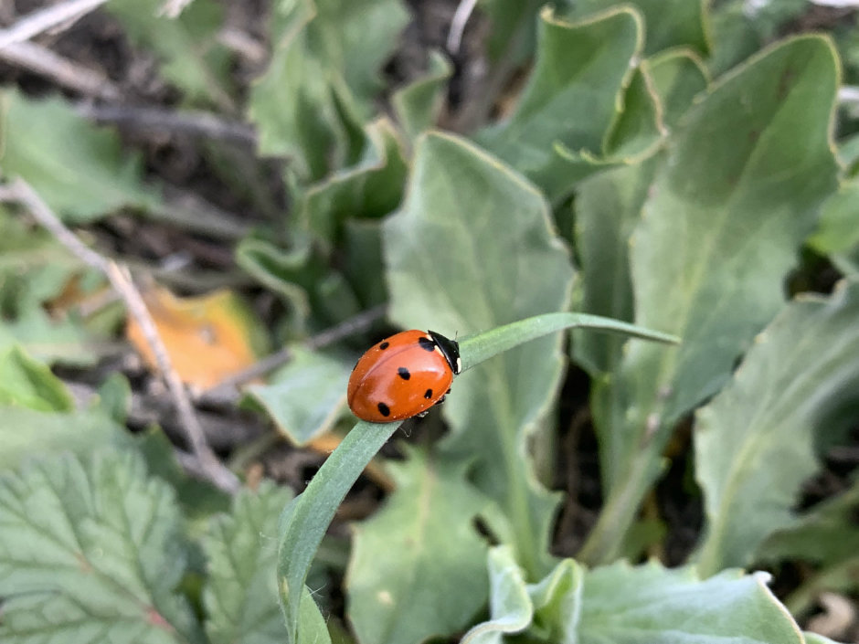 Çocukların Dünyası iPhone ile Hayat Buldu
