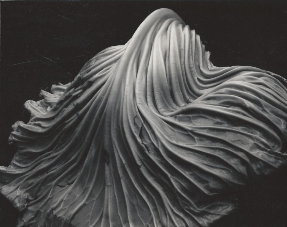 Paris Photo Sanat Fuarı Online Ziyaretçilerini Bekliyor Paris Photo Sanat Fuarı Online Ziyaretçilerini Bekliyor