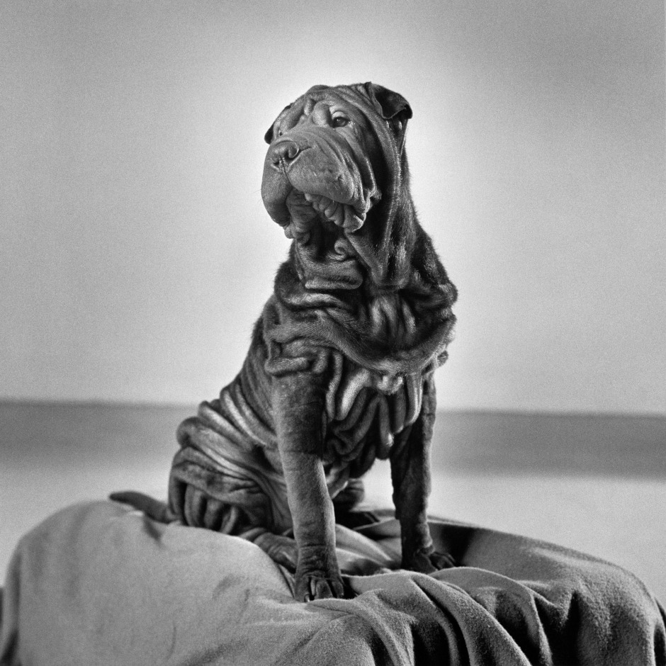 Paris Photo Sanat Fuarı Online Ziyaretçilerini Bekliyor Paris Photo Sanat Fuarı Online Ziyaretçilerini Bekliyor