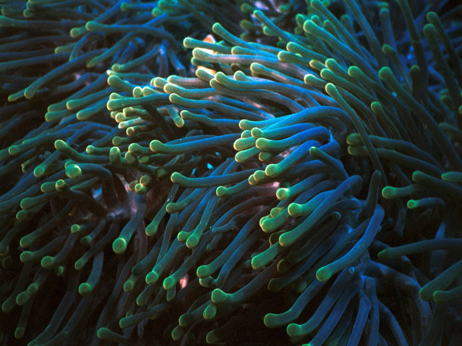 Jeff Hakko, Bugün, Dünya Okyanus Günü’nde Suyun Altında Konuşma Yapacak