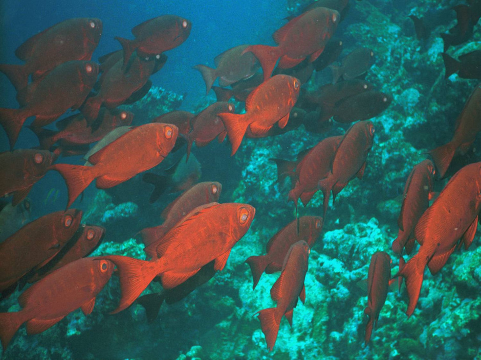 Jeff Hakko, Bugün, Dünya Okyanus Günü’nde Suyun Altında Konuşma Yapacak