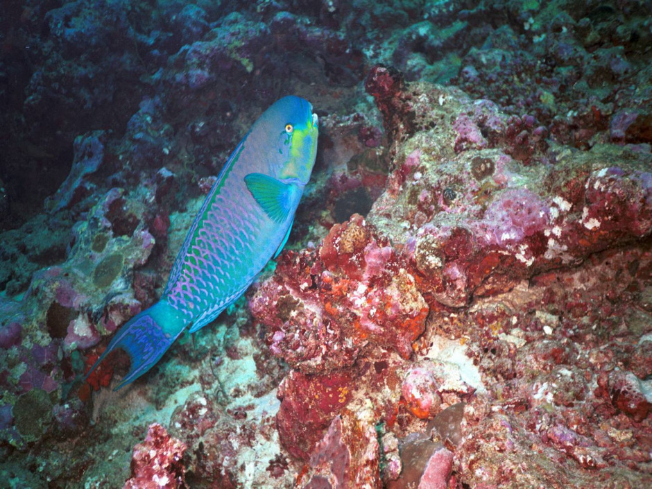 Jeff Hakko, Bugün, Dünya Okyanus Günü’nde Suyun Altında Konuşma Yapacak