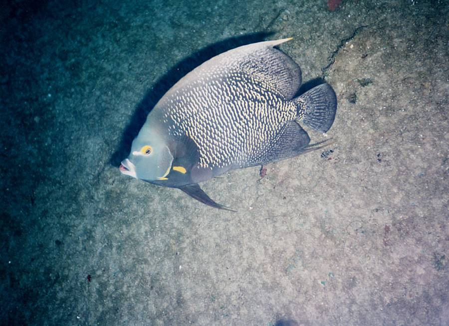 Jeff Hakko, Bugün, Dünya Okyanus Günü’nde Suyun Altında Konuşma Yapacak