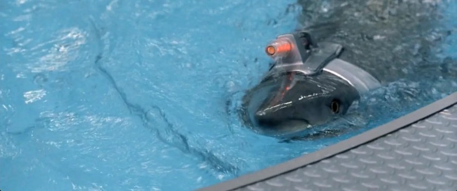 Goldmember filmindeki kafalarında lazer ışını olan köpekbalıkları