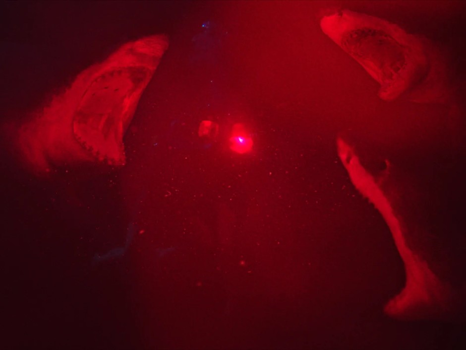 47 Metres Down'daki köpekbalıkları