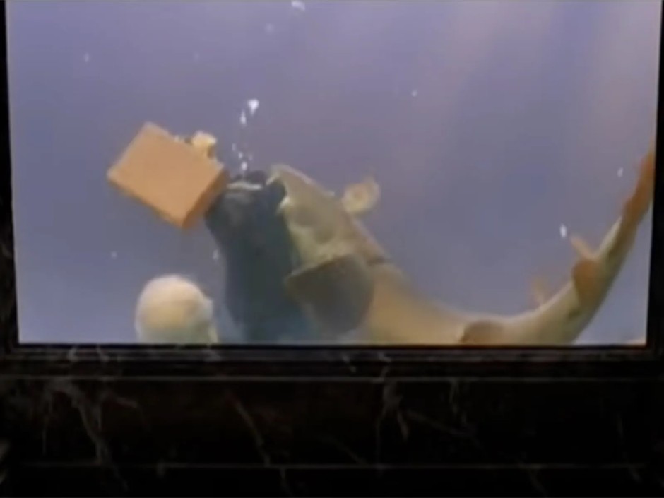 Team America'dan kukla avcısı köpekbalıkları