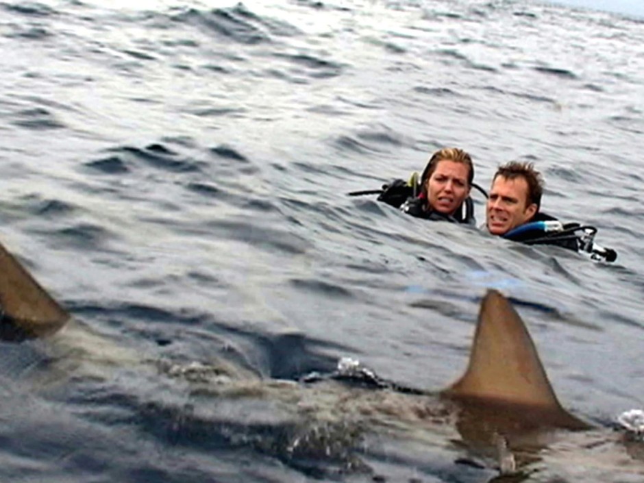 Open Water'daki açık su köpekbalıkları