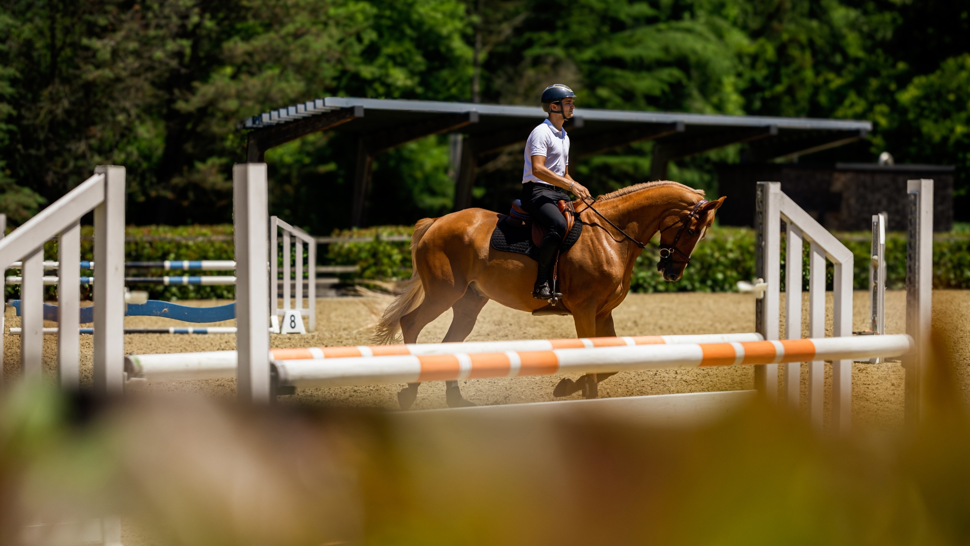 Aliée Equestrian Circle
